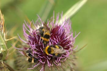 Abejorro (Bombus hortorum)