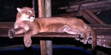 Puma en el zoológico de Flores, Guatemala