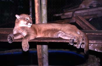 Puma en el zoológico de Flores, Guatemala