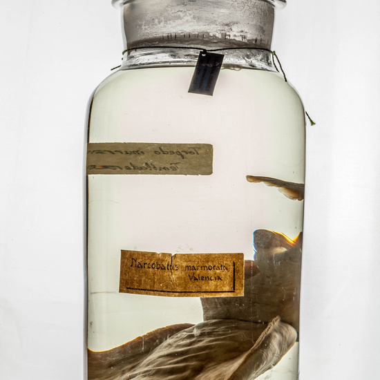 IES_CARDENALCISNEROS_CIENCIASNATURALES_339