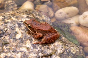 Rana patilarga (Rana ibérica)