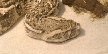 Serpiente de cascabel (Crotalus sp.)
