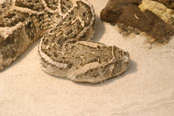 Serpiente de cascabel (Crotalus sp.)