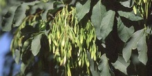 Fresno de hoja florido - Fruto (Fraxinus ornus)