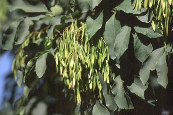 Fresno de hoja florido - Fruto (Fraxinus ornus)