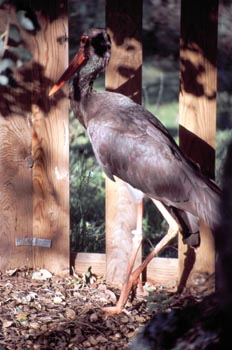 Cigüeña negra - Sierra de Fuentes