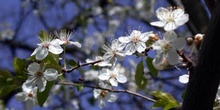 Flor del almendro