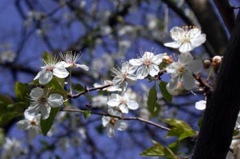 Flor del almendro