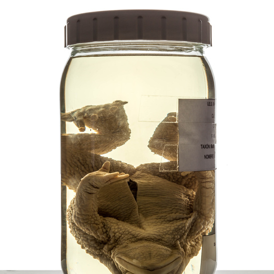 IES_RAMIRODEMAEZTU_BIOLOGIA_082