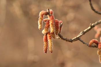 álamo blanco - Flor masc. (Populus alba)