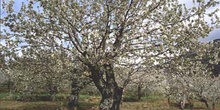 Cerezo - Porte (Prunus avium)