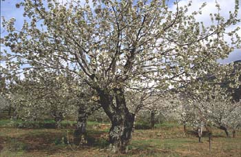 Cerezo - Porte (Prunus avium)