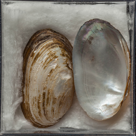 IES_ISABELLACATOLICA_BIOLOGIA_487