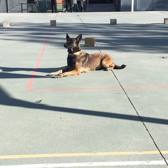 2017_11_13_UNIDAD CANINA MUNICIPAL_CEIP FDLR_LAS ROZAS_2017 7