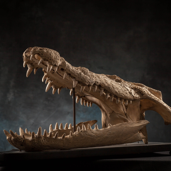 IES_SANISIDRO_MUSEO_Zoolgía_119