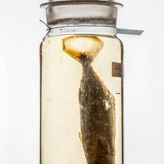 IES_CARDENALCISNEROS_CIENCIASNATURALES_383