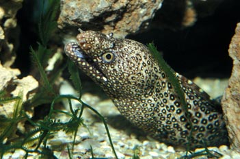 Morena (Gymnotorax sp.)