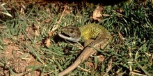 Lagarto verdinegro (Lacerta schreiberi)