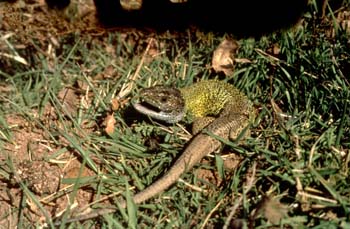 Lagarto verdinegro (Lacerta schreiberi)