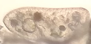 Cerva-L-03-01-02-paramecio