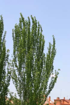 Chopo temblón - Porte (Populus tremula)