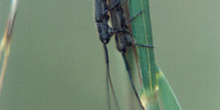 Longicornio de la avenilla (Calamobius filum)