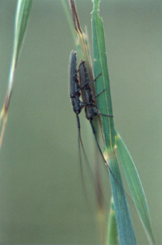 Longicornio de la avenilla (Calamobius filum)