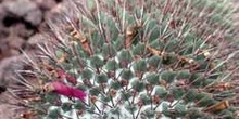 Mammillaria rhodantha