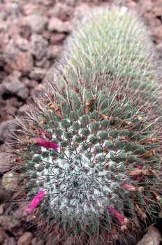 Mammillaria rhodantha