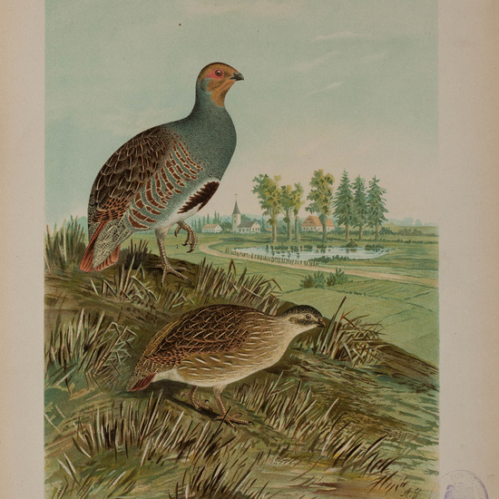 IES_CARDENALCISNEROS_AVES_LAMINAS_228