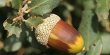 Encina - Bellota (Quercus ilex)