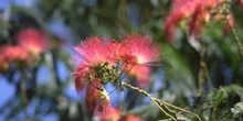 Acacia de Persia - Flor (Albizia julibrissin)
