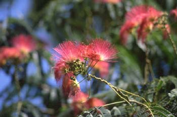 Acacia de Persia - Flor (Albizia julibrissin)