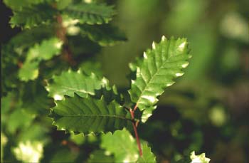 Quejigo - Hoja (Quercus faginea)