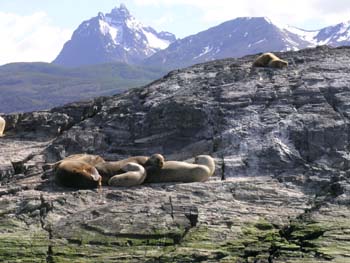 Lobos marinos del sur, Argentina