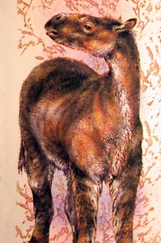 Mesohippus (caballo primitivo de tres dedos)