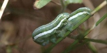 Noctuido - Oruga (Noctuidae fam.)
