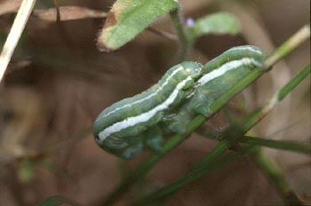 Noctuido - Oruga (Noctuidae fam.)