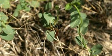 Avispa cómún (Polistes gallicus)