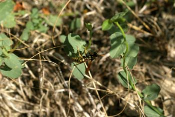 Avispa cómún (Polistes gallicus)