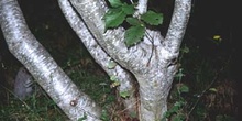 Aliso gris (Alnus alnobetula)