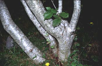 Aliso gris (Alnus alnobetula)