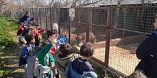 "Super día" en la granja de las HORMIGUITAS VERDES de I5A_CEIP FDLR_Las Rozas