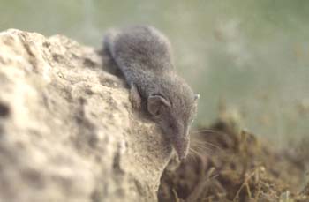 Musarañita (Suncus etruscus)