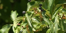 Cornejo (Cornus sanguinea)