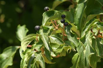 Cornejo (Cornus sanguinea)