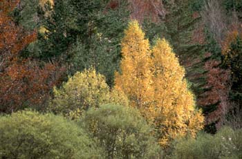 Chopo - Cultivo (Populus sp.)