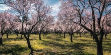 35. Nada nos robará la primavera - Fernando - Tutor VALDEPIÉLAGOS