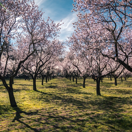 35. Nada nos robará la primavera - Fernando - Tutor VALDEPIÉLAGOS