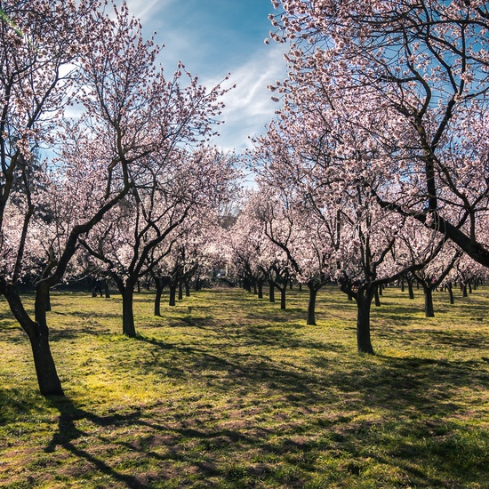 35. Nada nos robará la primavera - Fernando - Tutor VALDEPIÉLAGOS
